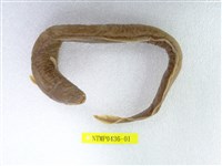 藏品(鱸鰻)的圖片